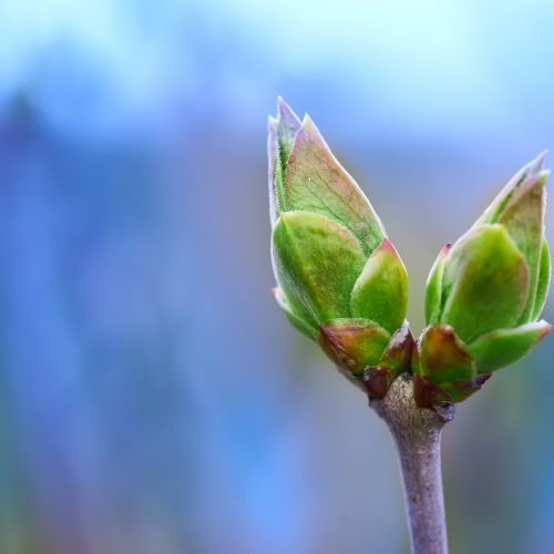 first green spring buds on  bush on light blue background