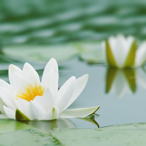 two water lily on pond