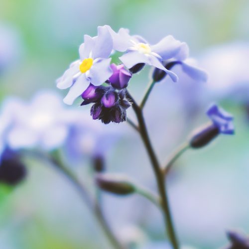Macro blue petals forget-me-not. Spring wildflowers. Close up. Selective focus. Bokeh.